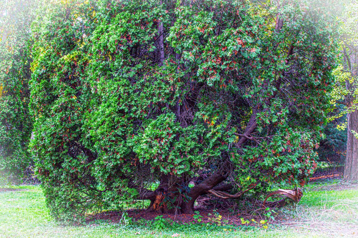 Exploring the Natural Gem of London, Ontario: Springbank Park